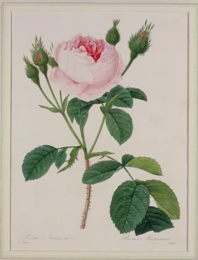Rosa muscosa (Moosrose), graviert von Victor, aus 